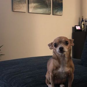 Meet your Posher, Luis